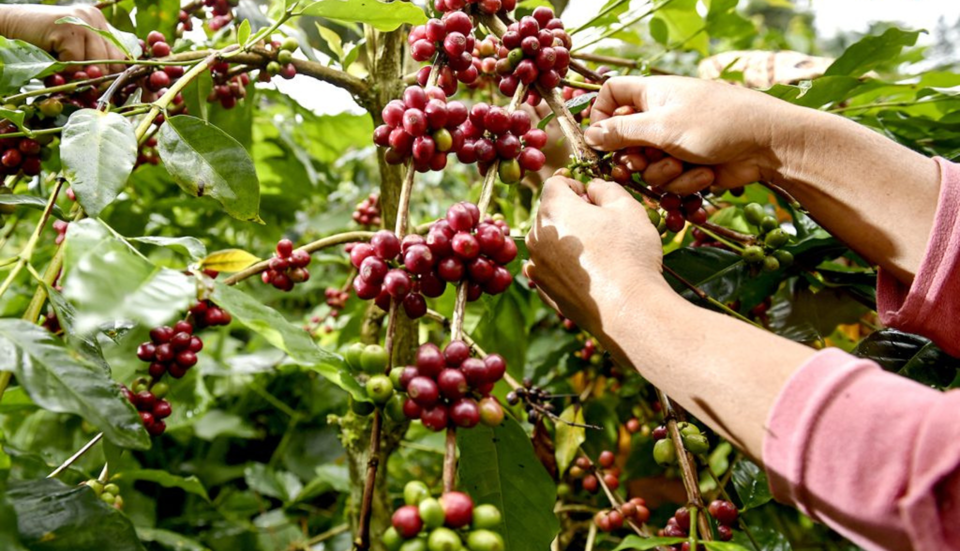 Cafe_Especialdiade_Guatemala