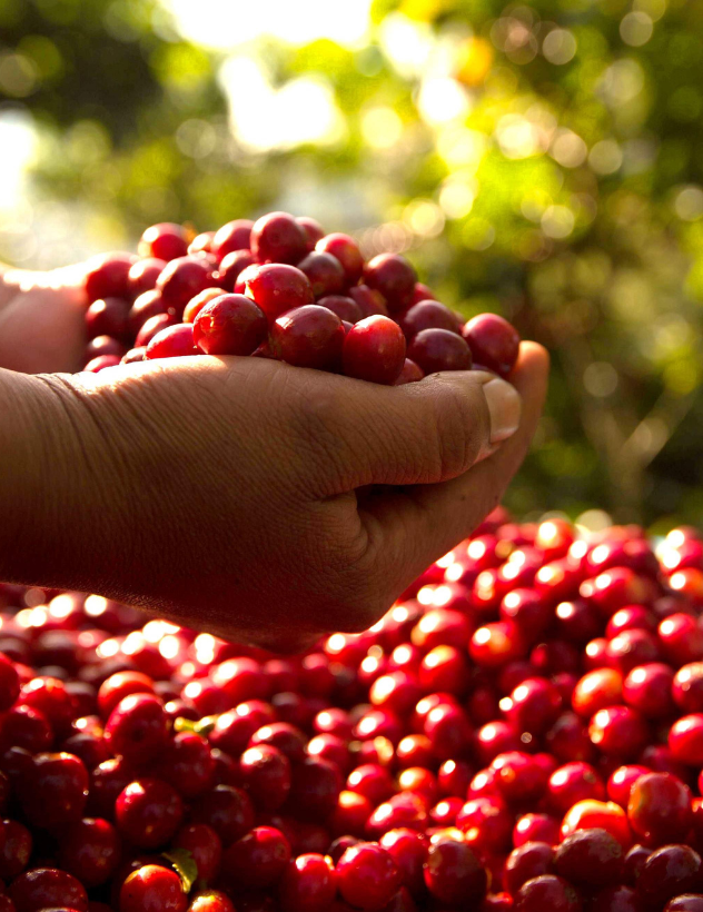 Cafe_Guatemalteco_Fruto_Cafe